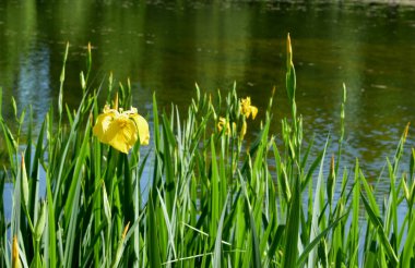 Göl, yaz göleti, gölet