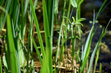 a dragonfly sits on a green leaf