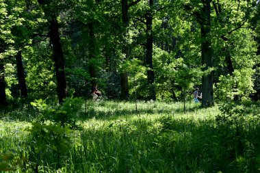 Yaz parkında yürüyüş, aktif eğlence