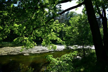 Yaz parkında yürüyüş, aktif eğlence