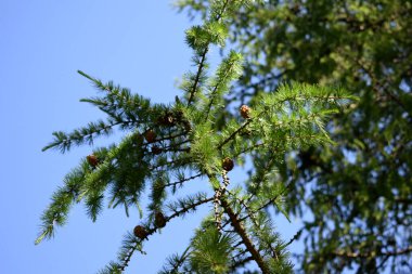 larch branches with green needles