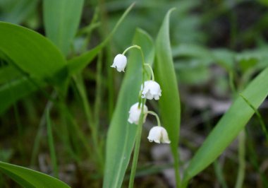 Çayırdaki yabani çiçekler