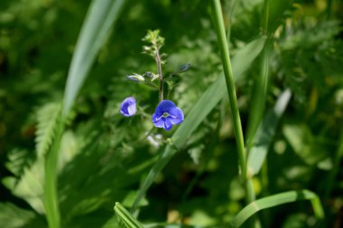 Çayırdaki yabani çiçekler