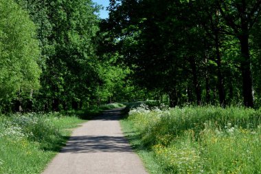 Güneşli bir yaz gününde parkta yürüyüş.