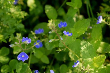 Çayırdaki yabani çiçekler