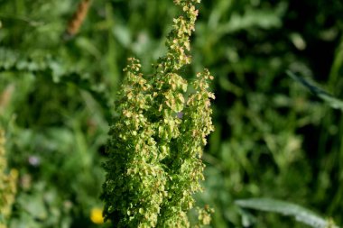 Yeşil çimenler, çayırlarda açan çiçekler.