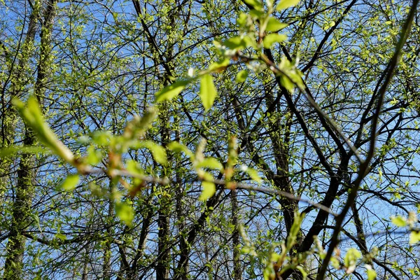 Перше Листя Деревах Весна — стокове фото