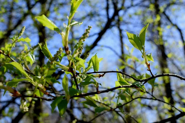 First Foliage Trees Spring — Stock fotografie