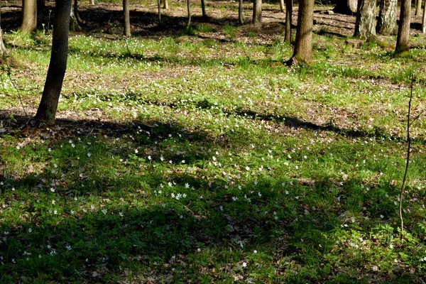 Parque Lugar Recreação Passeios Livre — Fotografia de Stock