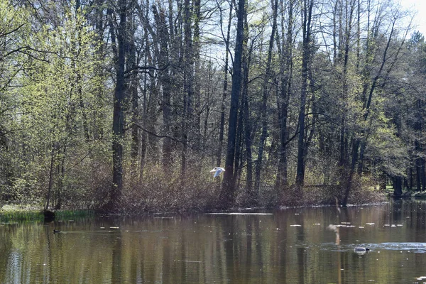 Teich Park Ein Platz Für Schwimmende Enten — Stockfoto