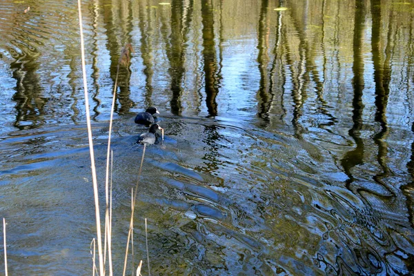 Teich Park Ein Platz Für Schwimmende Enten — Stockfoto