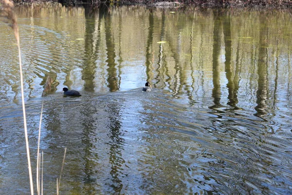 Teich Park Ein Platz Für Schwimmende Enten — Stockfoto