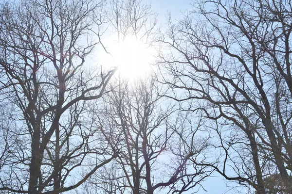 太阳从树枝上直射过去 — 图库照片