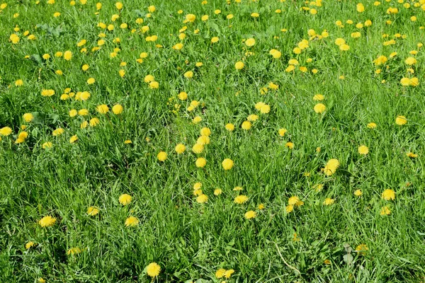 Meadow Blooming Dandelions — Stock fotografie