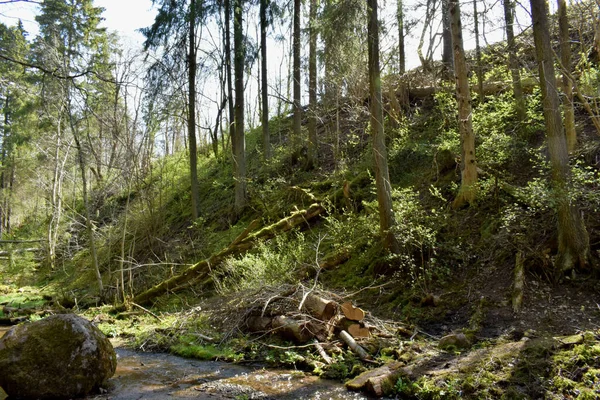 Krajobraz Leśny Lecie Las — Zdjęcie stockowe