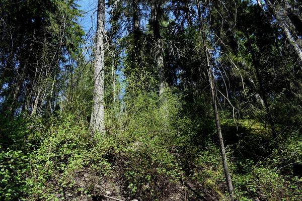 Paysage Forestier Été Forêt — Photo