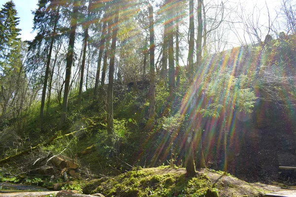 Paysage Forestier Été Forêt — Photo