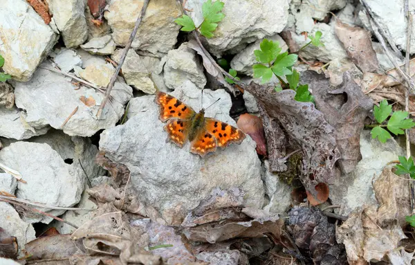 Ein Schmetterling Sitzt Auf Einem Felsen — Stockfoto