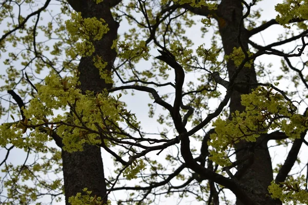 Деревья Ветви Деревьев Весна Парке — стоковое фото