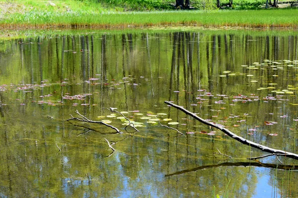 Lac Dans Parc Lac Forêt — Photo