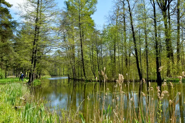 See Park Waldsee — Stockfoto