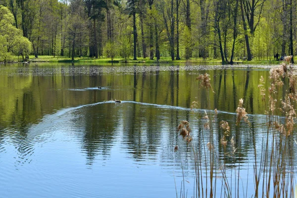 公园里的湖 森林湖 — 图库照片