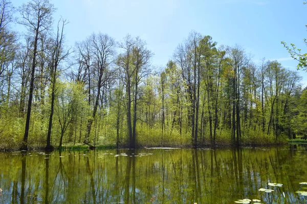 See Park Waldsee — Stockfoto