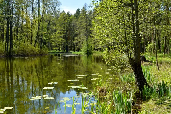 Lago Nel Parco Lago Forestale — Foto Stock
