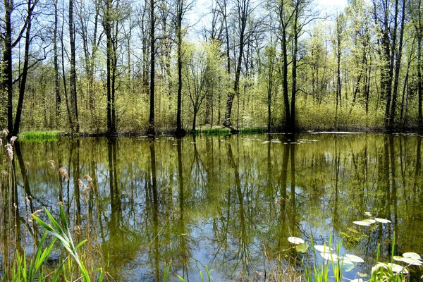 Meer Het Park Bosmeer — Stockfoto