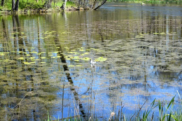 Lake Park Forest Lake — Stock Photo, Image