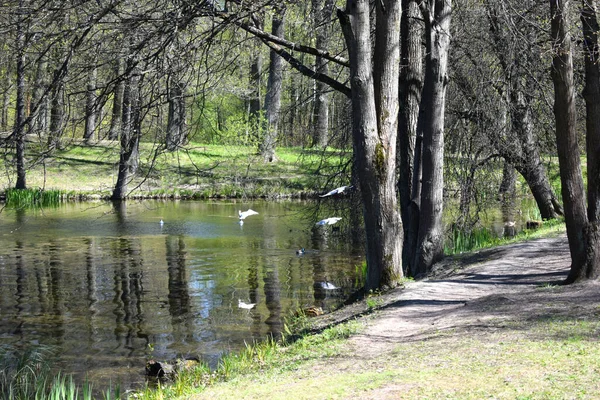 Wandern Sommerpark Aktive Erholung — Stockfoto