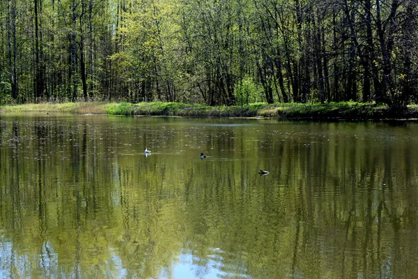 Wildenten Schwimmen Teich — Stockfoto