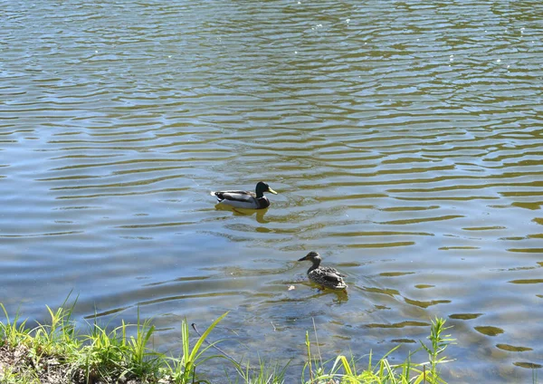 Wildenten Schwimmen Teich — Stockfoto