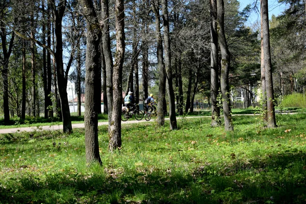 Walking Summer Park Active Recreation — Stock Photo, Image