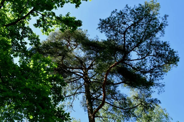 Branches Arbres Verts Par Une Journée Ensoleillée — Photo