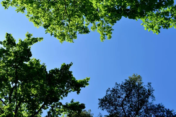 Ветви Зеленого Дерева Солнечный День — стоковое фото