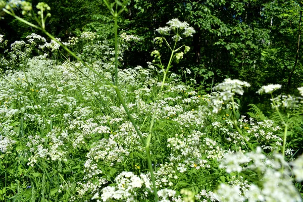 Weiße Blumen Und Grünes Gras Sommertag — Stockfoto