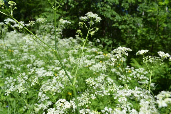Weiße Blumen Und Grünes Gras Sommertag — Stockfoto