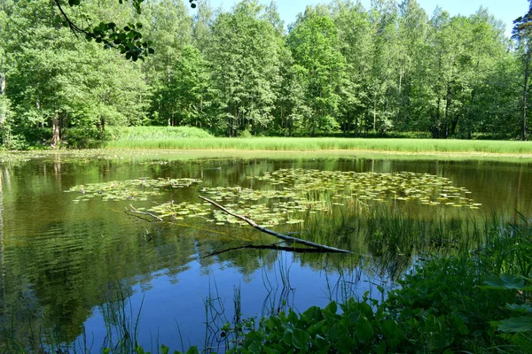 See Sommerweiher Teich — Stockfoto