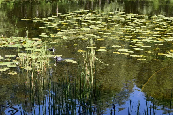 Lake Summer Pond Pond — Stock Photo, Image