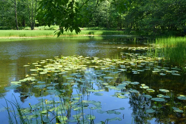 Lake Summer Pond Pond — Stock Photo, Image