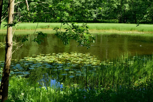 See Sommerweiher Teich — Stockfoto
