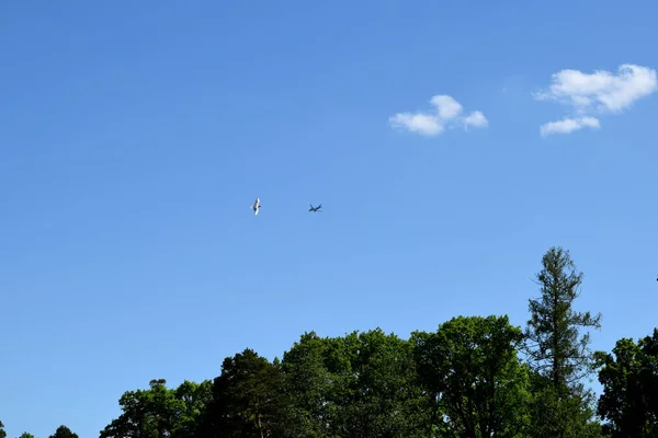 Airplane Background Blue Sky Tree Crowns — Stok fotoğraf