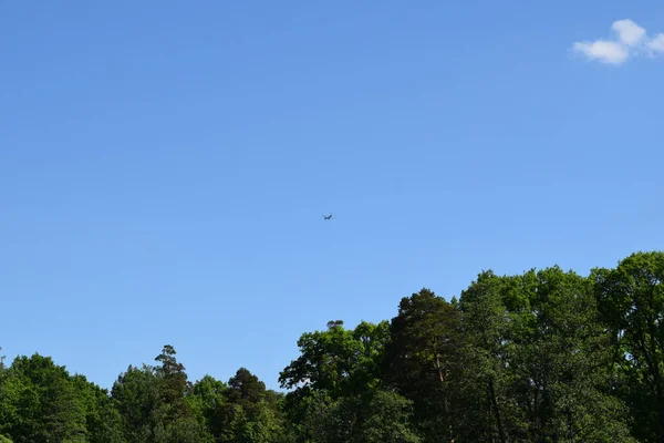Самолет Фоне Голубого Неба Древесных Корон — стоковое фото