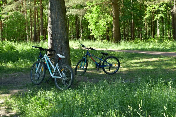 Wandelen Een Zomerpark Actieve Recreatie — Stockfoto