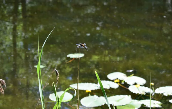 See Sommerweiher Teich — Stockfoto
