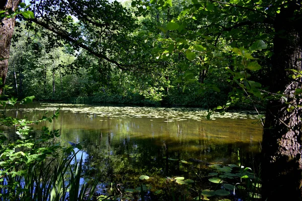 See Sommerweiher Teich — Stockfoto