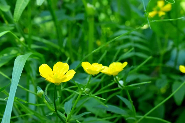 Herbe Verte Fleurs Fleurissant Dans Prairie — Photo