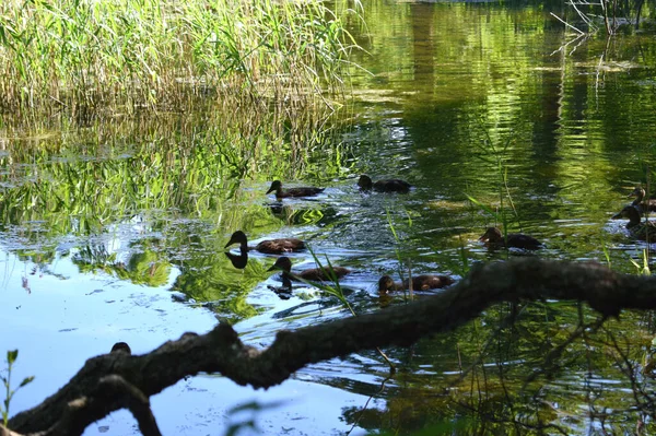 Les Canards Sauvages Nagent Dans Étang — Photo