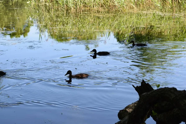 Les Canards Sauvages Nagent Dans Étang — Photo